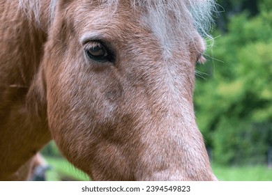 Horse face. Close up eye of horse. - Shutterstock ID 2394549823