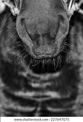 Similar – Image, Stock Photo Cat in the bush Bushes