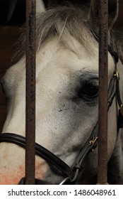 Horse In Fairground Stable. Maryland State Fair. 