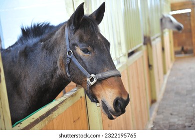 A horse in a horse farm - Shutterstock ID 2322195765