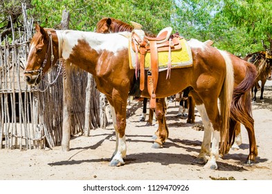 Horse Farm In Cabo San Lucas, Mexico.

Cabo San Lucas Is The Most Famous Travel Destination In Baja California.