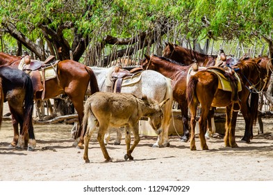 Horse Farm In Cabo San Lucas, Mexico.

Cabo San Lucas Is The Most Famous Travel Destination In Baja California.