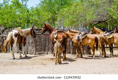 Horse Farm In Cabo San Lucas, Mexico.

Cabo San Lucas Is The Most Famous Travel Destination In Baja California.