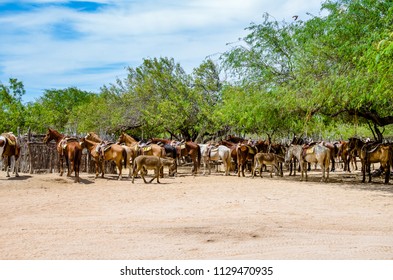 Horse Farm In Cabo San Lucas, Mexico.

Cabo San Lucas Is The Most Famous Travel Destination In Baja California.