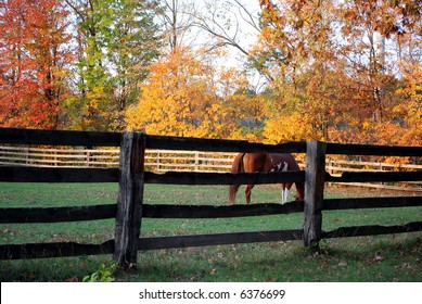 Horse Farm In The Fall