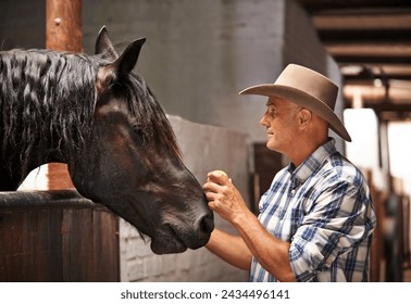 Horse, farm and ranch with mature man in barn or stable for work in agriculture or sustainability. Cowboy, texas or western and animal farmer feeding apple to stallion for equestrian training - Powered by Shutterstock