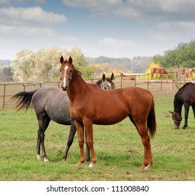 Horse Farm Scene