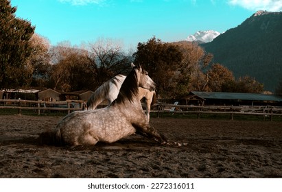 horse farm village view, two gray horses playing in paddock, sitting stallion, dapple gray coat, mountain countryside