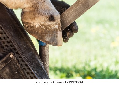 Horse farrier at work - trims and shapes a horse's hooves using rasper and knife. The close-up of horse hoof.
