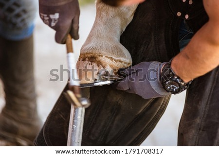 Horse farrier at work - trims and shapes a horse's hooves and hammering a horseshoe to a horse's hoof. The close-up of horse hoof, nail and hammer.