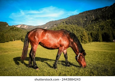 Horse are fascinating animals known for their strength grace and beauty. They have play significient role throughout history from tranportation to championship and sports. 
