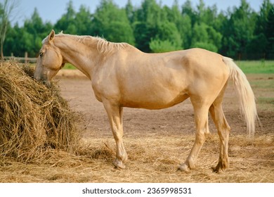 Horse feeds on the hay in the outside stable, enjoying the fresh air and rural scenery - Powered by Shutterstock