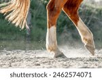 horse feet hoof walking with beautiful backlight