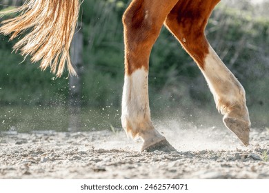 horse feet hoof walking with beautiful backlight - Powered by Shutterstock