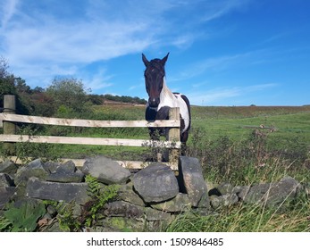 Horse And Fence. Rivington Pike.