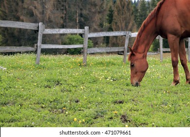 Horse In The Field
