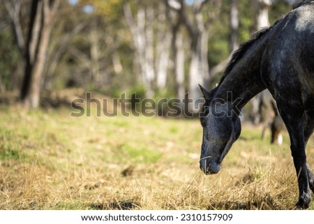 Horse in a field In Australia 