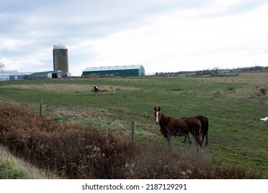 Horse In Field In Front Of Barn Background Scenic