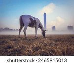 A horse in the field in Maidan, Kolkata