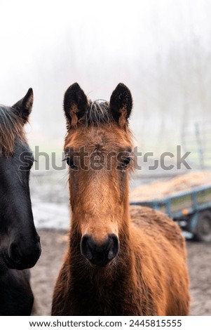 Horse filly yearling portrait in the field pasture animal equine