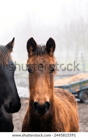 Horse filly yearling portrait in the field pasture animal equine