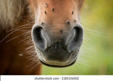 Horse With Flies