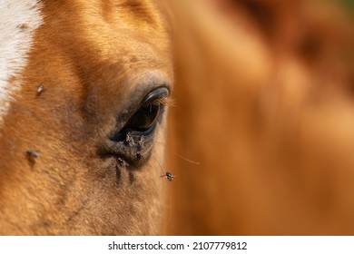 Horse with flies around the eye in summer