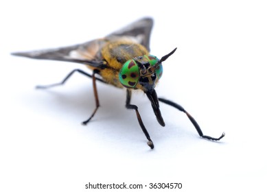 Horse Fly Chrysops Relictus