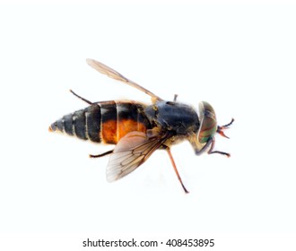 Horse Fly Or Deer Flies (Hybomitra Lapponica), Tabanid Fly Is Blood Sucker, Macro Isolated