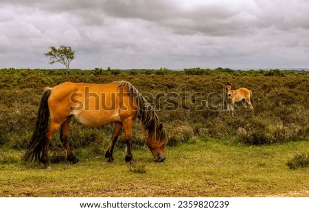 Horse and foal grazing in a field. Horses grazing. Mare and foal. Horse and foal on pasture