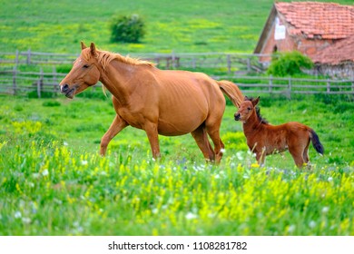 Horse and foal grazing in a meadow 7 - Shutterstock ID 1108281782