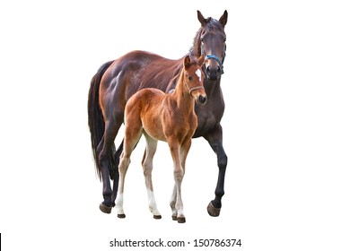 Horse With Foal Isolated Over White