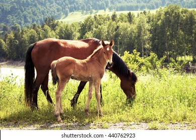 Horse With A Foal On The Meadow