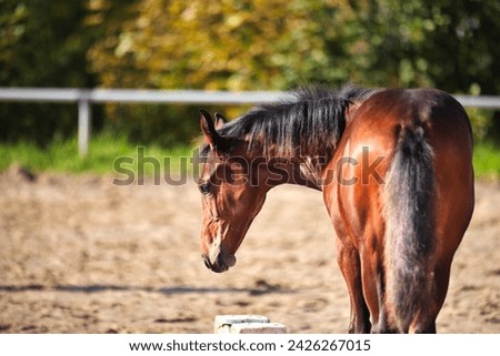 Horse foal on the riding arena, head portraits photographed over the croup.