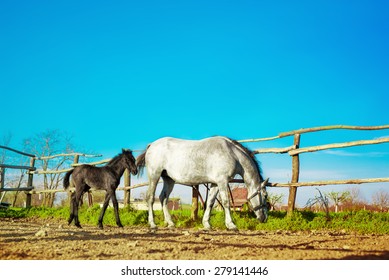 Horse And Foal At Ranch.