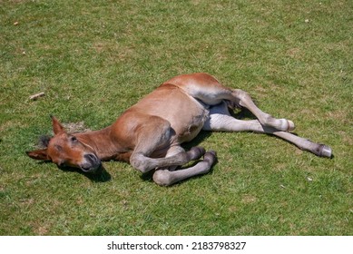 Horse foal resting on the grass. Cute young foal laying down in the summer heat. 
