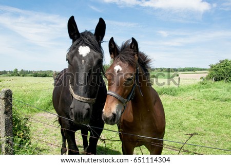 Similar – Foto Bild Zaungast Freizeit & Hobby