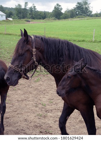 Similar – Foto Bild Zaungast Freizeit & Hobby