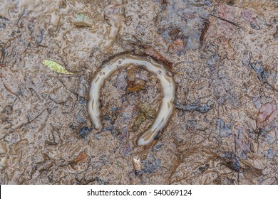 Horse Footprint In The Mud