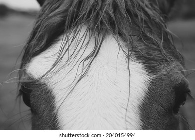 Horse Forelock Mane Hair Close Up With Blaze In Black And White.