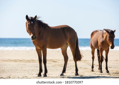 Horse Framed View Of The Coastline Of Playa Las Palmas In Todos Santos, Baja California Sur, Mexico.