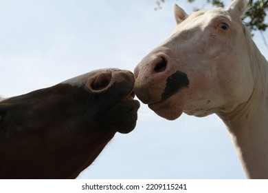 Horse Friends Being Playful Shows Behavior Between Sorrel And White Horses Closeup.