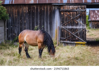 Horse In Front Of A Barn In Mazowsze Region, Poland