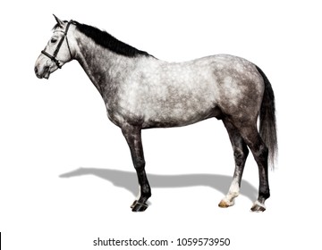 24 Handsome Arabian Horse Isolated On White Background Images, Stock ...