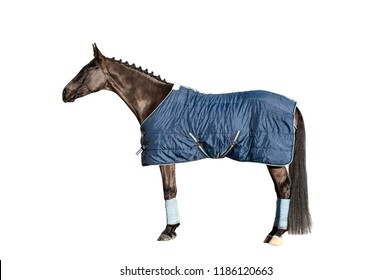 Horse Full Length In A Blanket Isolated Standing