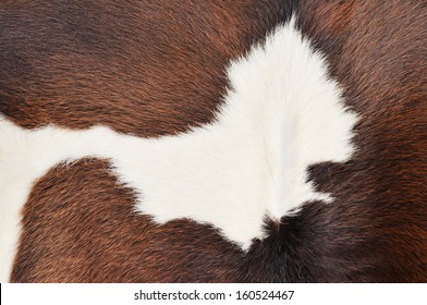 Horse Fur