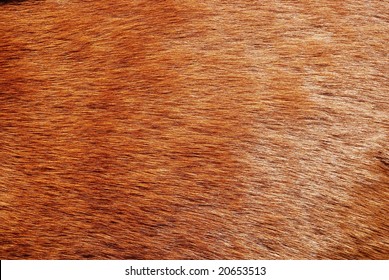 Horse Fur