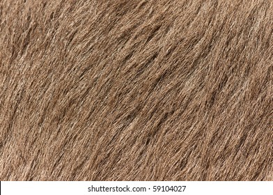 Horse Fur