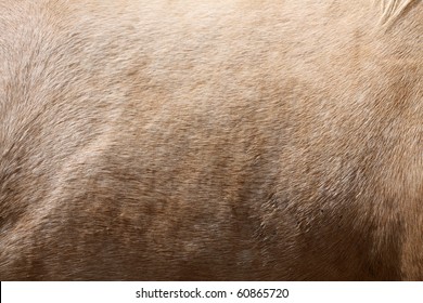 Horse Fur For Background And Texture