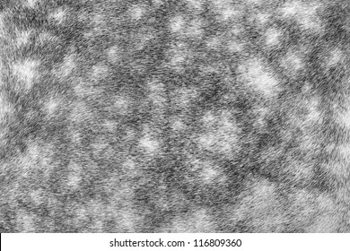 Horse fur close-up background - Powered by Shutterstock